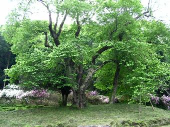マウスクリックで拡大/縮小します