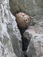 マウスクリックで拡大/縮小します