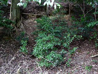 マウスクリックで拡大/縮小します