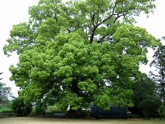 マウスクリックで拡大/縮小します