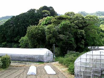 マウスクリックで拡大/縮小します