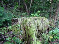 マウスクリックで拡大/縮小します