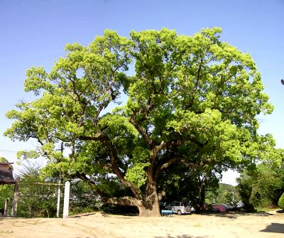 マウスクリックで拡大/縮小します