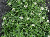 マウスクリックで拡大/縮小します