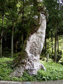 マウスクリックで拡大/縮小します