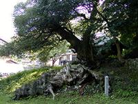 マウスクリックで拡大/縮小します