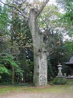 マウスクリックで拡大/縮小します