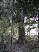 マウスクリックで拡大/縮小します