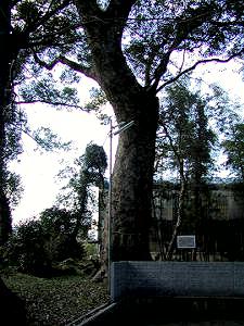 マウスクリックで拡大/縮小します