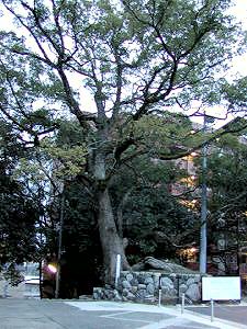 マウスクリックで拡大/縮小します