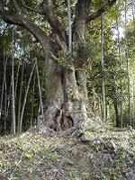 マウスクリックで拡大/縮小します