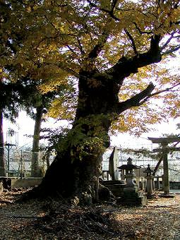 マウスクリックで拡大/縮小します