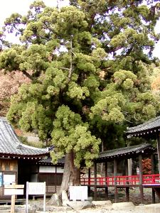 マウスクリックで拡大/縮小します