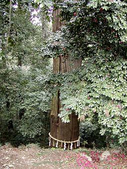 マウスクリックで拡大/縮小します