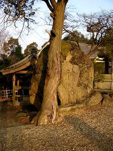 マウスクリックで拡大/縮小します