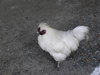 マウスクリックで拡大/縮小します