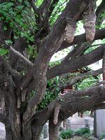 マウスクリックで拡大/縮小します