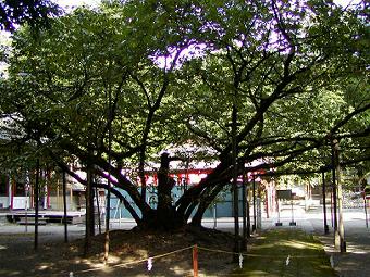 マウスクリックで拡大/縮小します