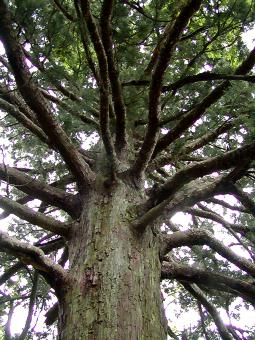 マウスクリックで拡大/縮小します