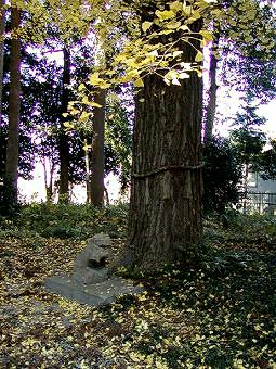 マウスクリックで拡大/縮小します