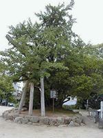 マウスクリックで拡大/縮小します