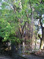 マウスクリックで拡大/縮小します