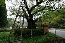 マウスクリックで拡大/縮小します