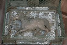 マウスクリックで拡大/縮小します