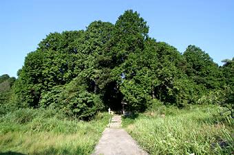 マウスクリックで拡大/縮小します