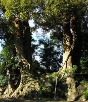 マウスクリックで拡大/縮小します