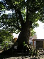 マウスクリックで拡大/縮小します