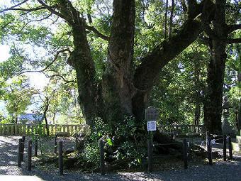 マウスクリックで拡大/縮小します