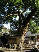 マウスクリックで拡大/縮小します