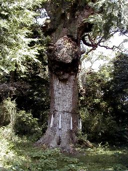 マウスクリックで拡大/縮小します