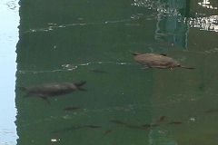 マウスクリックで拡大/縮小します