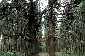 マウスクリックで拡大/縮小します