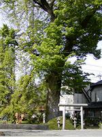 マウスクリックで拡大/縮小します