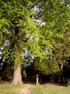 マウスクリックで拡大/縮小します