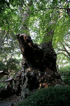 マウスクリックで拡大/縮小します