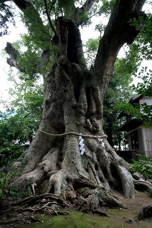 マウスクリックで拡大/縮小します