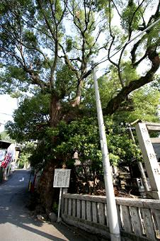 マウスクリックで拡大/縮小します