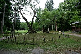 マウスクリックで拡大/縮小します