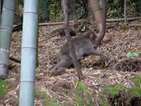 マウスクリックで拡大/縮小します