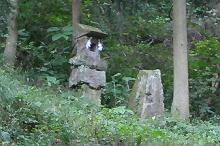 マウスクリックで拡大/縮小します